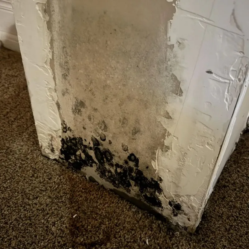 Professional Mold Removal in Crestwood, MO